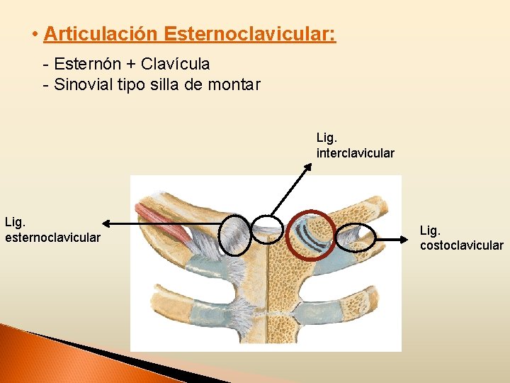  • Articulación Esternoclavicular: - Esternón + Clavícula - Sinovial tipo silla de montar