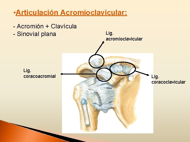  • Articulación Acromioclavicular: - Acromión + Clavícula - Sinovial plana Lig. coracoacromial Lig.