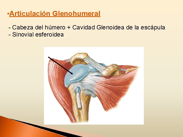  • Articulación Glenohumeral - Cabeza del húmero + Cavidad Glenoidea de la escápula