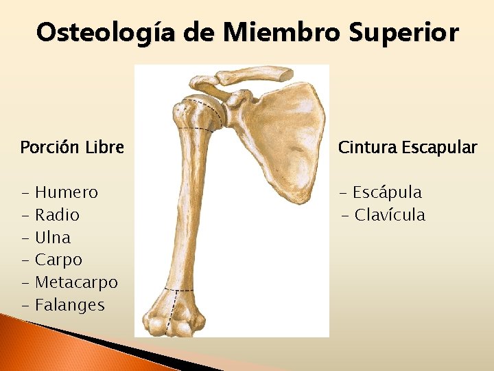 Osteología de Miembro Superior Porción Libre Cintura Escapular - - Escápula - Clavícula Humero