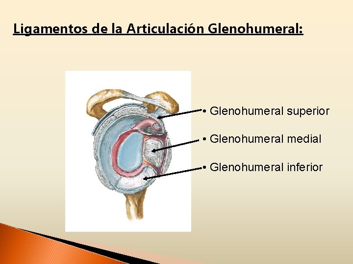Ligamentos de la Articulación Glenohumeral: • Glenohumeral superior • Glenohumeral medial • Glenohumeral inferior