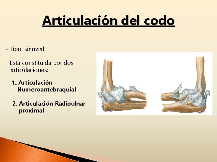 Articulación del codo - Tipo: sinovial - Está constituida por dos articulaciones: 1. Articulación