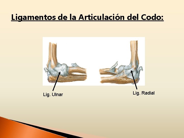 Ligamentos de la Articulación del Codo: Lig. Ulnar Lig. Radial 