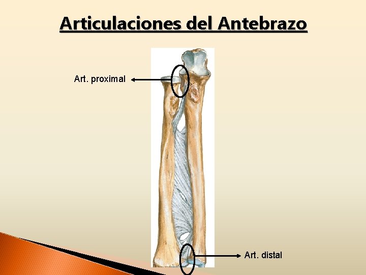 Articulaciones del Antebrazo Art. proximal Art. distal 