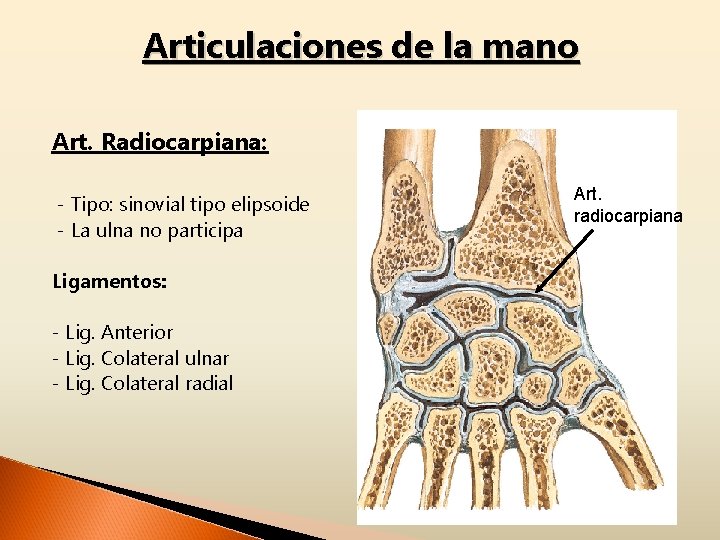 Articulaciones de la mano Art. Radiocarpiana: - Tipo: sinovial tipo elipsoide - La ulna