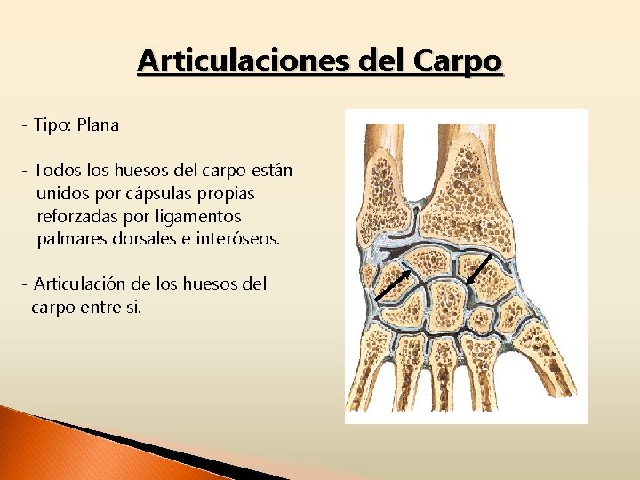 Articulaciones del Carpo - Tipo: Plana - Todos los huesos del carpo están unidos