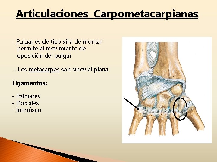 Articulaciones Carpometacarpianas - Pulgar es de tipo silla de montar permite el movimiento de