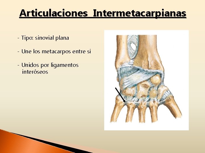 Articulaciones Intermetacarpianas - Tipo: sinovial plana - Une los metacarpos entre si - Unidos