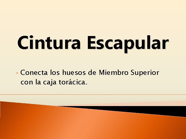 Cintura Escapular • Conecta los huesos de Miembro Superior con la caja torácica. 