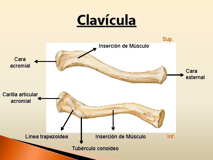 Clavícula Sup. Inserción de Músculo Cara acromial Cara esternal Carilla articular acromial Línea trapezoidea