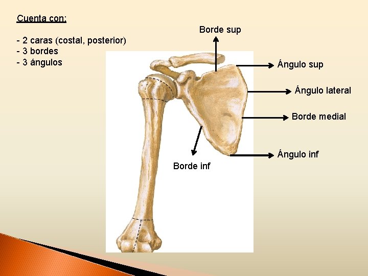 Cuenta con: Borde sup - 2 caras (costal, posterior) - 3 bordes - 3