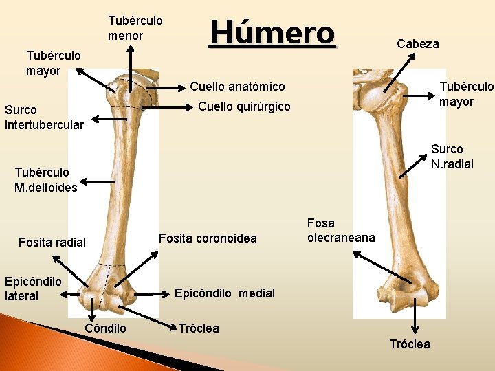 Tubérculo menor Tubérculo mayor Húmero Cabeza Cuello anatómico Tubérculo mayor Cuello quirúrgico Surco intertubercular