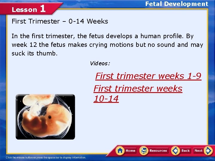 Lesson Fetal Development 1 First Trimester – 0 -14 Weeks In the first trimester,