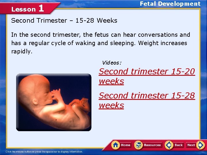 Lesson Fetal Development 1 Second Trimester – 15 -28 Weeks In the second trimester,