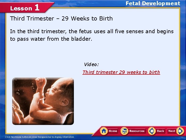 Lesson Fetal Development 1 Third Trimester – 29 Weeks to Birth In the third