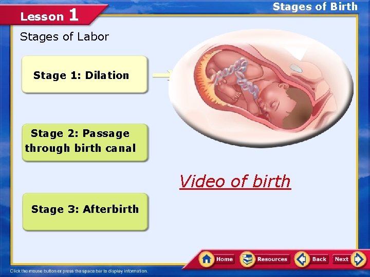 Lesson 1 Stages of Birth Stages of Labor Stage 1: Dilation Stage 2: Passage
