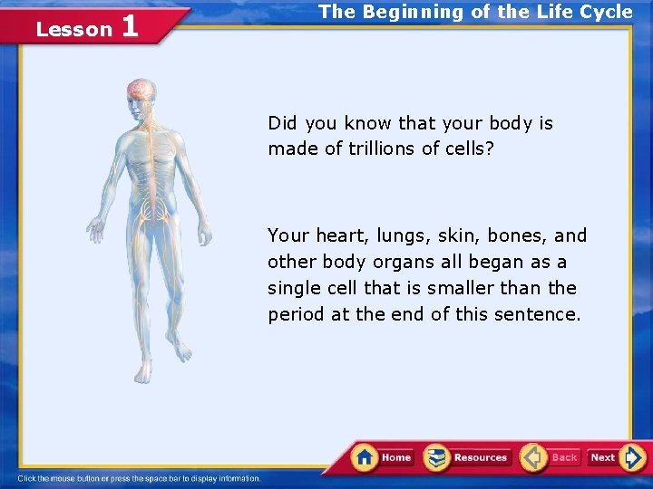 Lesson 1 The Beginning of the Life Cycle Did you know that your body