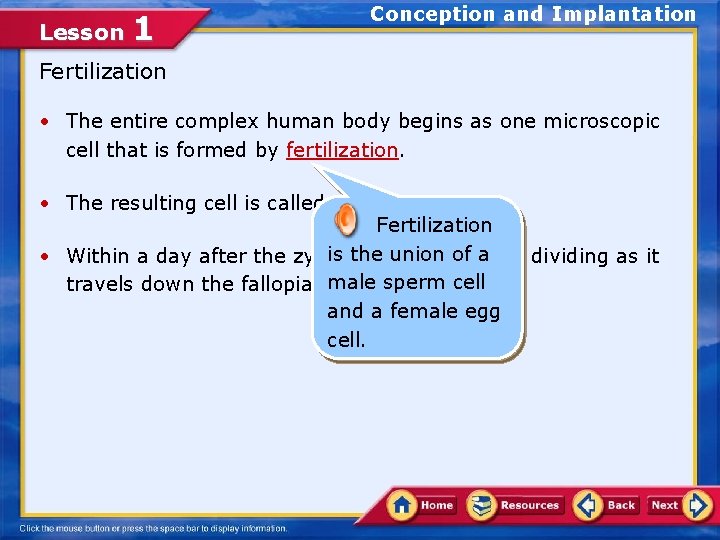 Lesson 1 Conception and Implantation Fertilization • The entire complex human body begins as