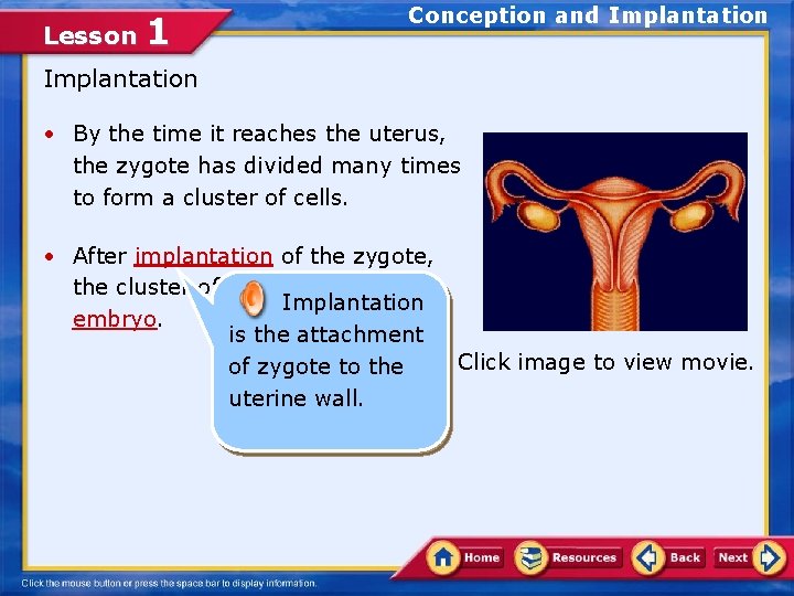 Lesson 1 Conception and Implantation • By the time it reaches the uterus, the