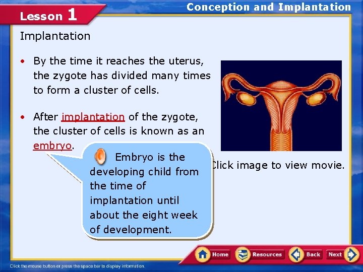 Lesson 1 Conception and Implantation • By the time it reaches the uterus, the