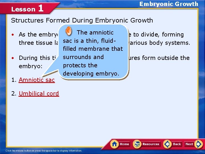 Lesson 1 Embryonic Growth Structures Formed During Embryonic Growth The • As the embryo