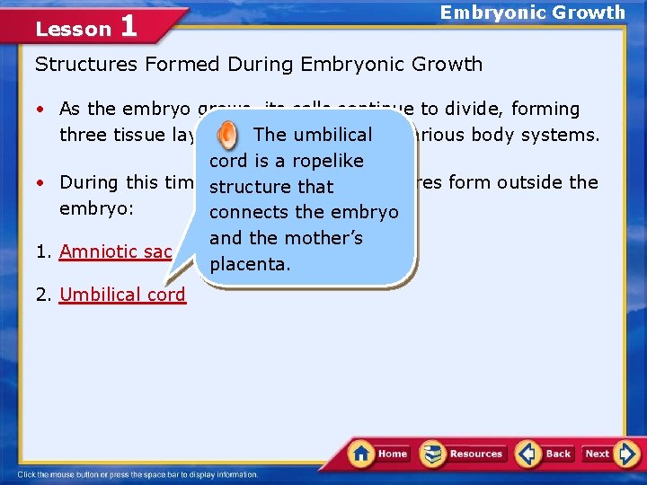 Lesson 1 Embryonic Growth Structures Formed During Embryonic Growth • As the embryo grows,