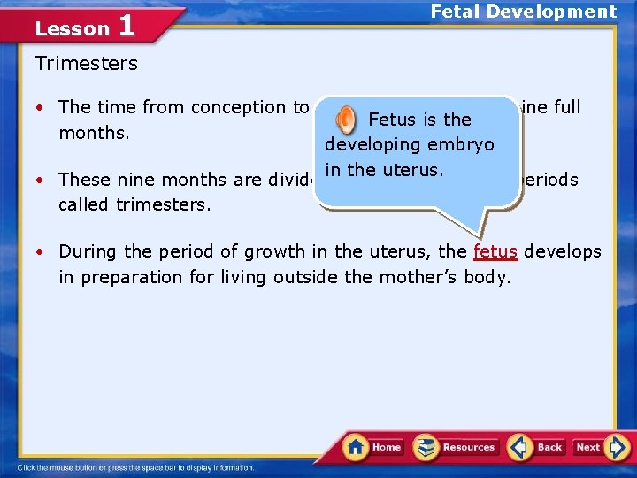 Lesson 1 Fetal Development Trimesters • The time from conception to birth is usually