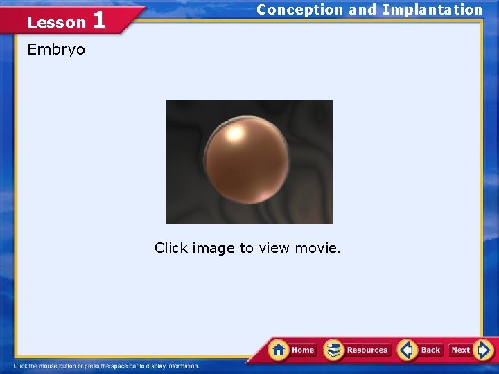 Lesson 1 Conception and Implantation Embryo Click image to view movie. 