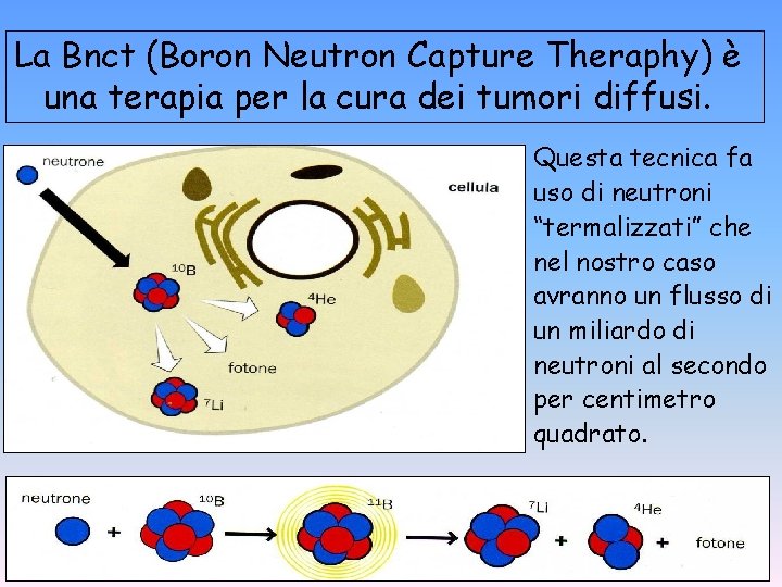 La Bnct (Boron Neutron Capture Theraphy) è una terapia per la cura dei tumori La Bnct (Boron Neutron Capture Theraphy) è una terapia per la cura dei tumori