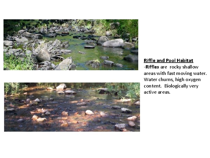 Riffle and Pool Habitat -Riffles are rocky shallow areas with fast moving water. Water