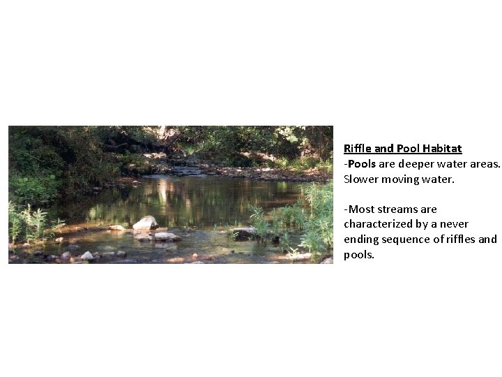 Riffle and Pool Habitat -Pools are deeper water areas. Slower moving water. -Most streams