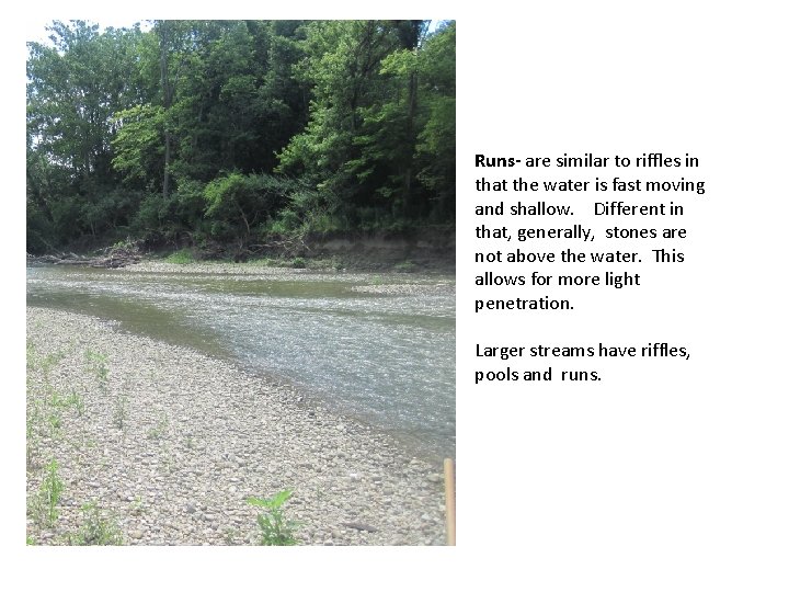 Runs- are similar to riffles in that the water is fast moving and shallow.