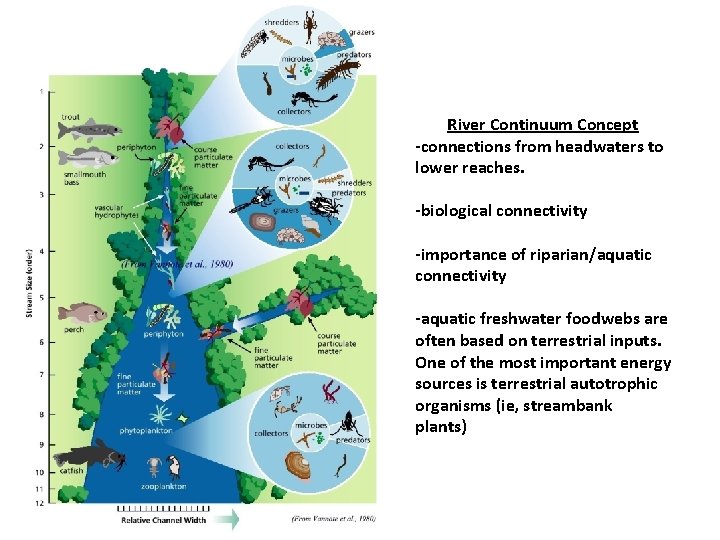 River Continuum Concept -connections from headwaters to lower reaches. -biological connectivity -importance of riparian/aquatic