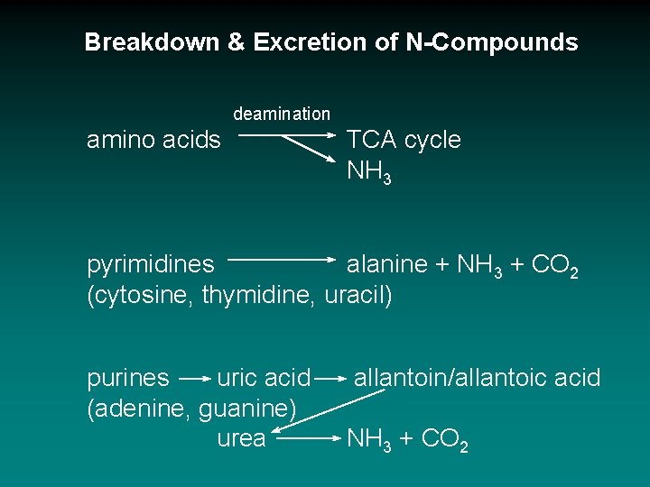 Breakdown & Excretion of N-Compounds deamination amino acids TCA cycle NH 3 pyrimidines alanine