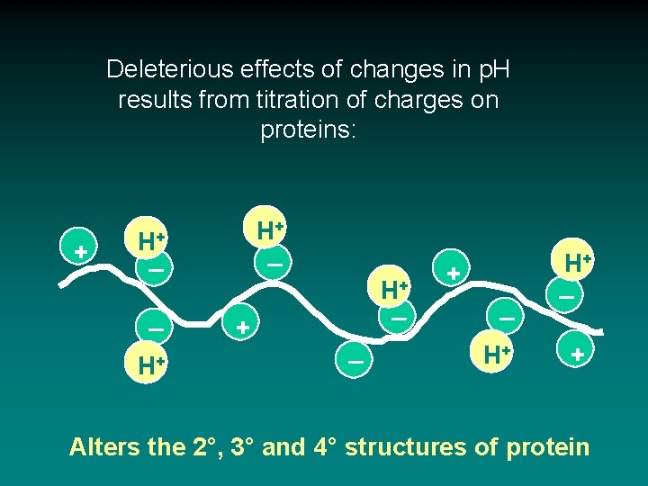Deleterious effects of changes in p. H results from titration of charges on proteins:
