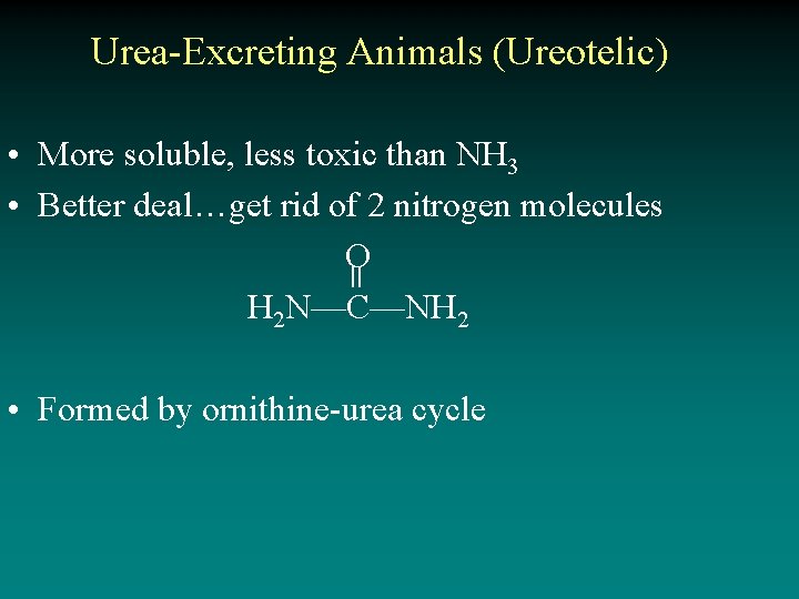 Urea-Excreting Animals (Ureotelic) • More soluble, less toxic than NH 3 • Better deal…get