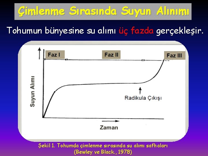 Çimlenme Sırasında Suyun Alınımı Tohumun bünyesine su alımı üç fazda gerçekleşir. Şekil 1. Tohumda