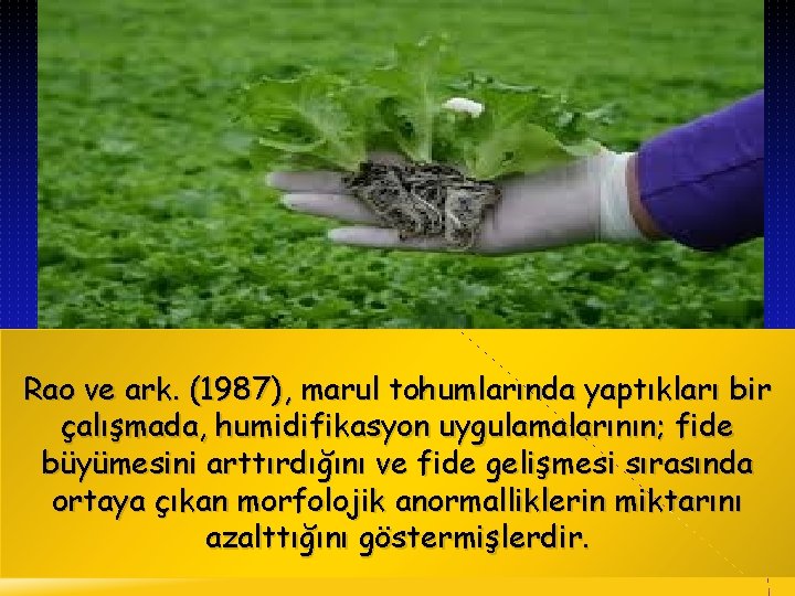 Rao ve ark. (1987), marul tohumlarında yaptıkları bir çalışmada, humidifikasyon uygulamalarının; fide büyümesini arttırdığını