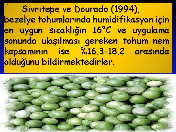 Sivritepe ve Dourado (1994), bezelye tohumlarında humidifikasyon için en uygun sıcaklığın 16°C ve uygulama