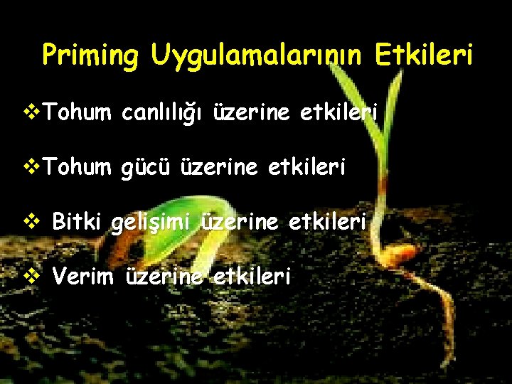 Priming Uygulamalarının Etkileri v. Tohum canlılığı üzerine etkileri v. Tohum gücü üzerine etkileri v