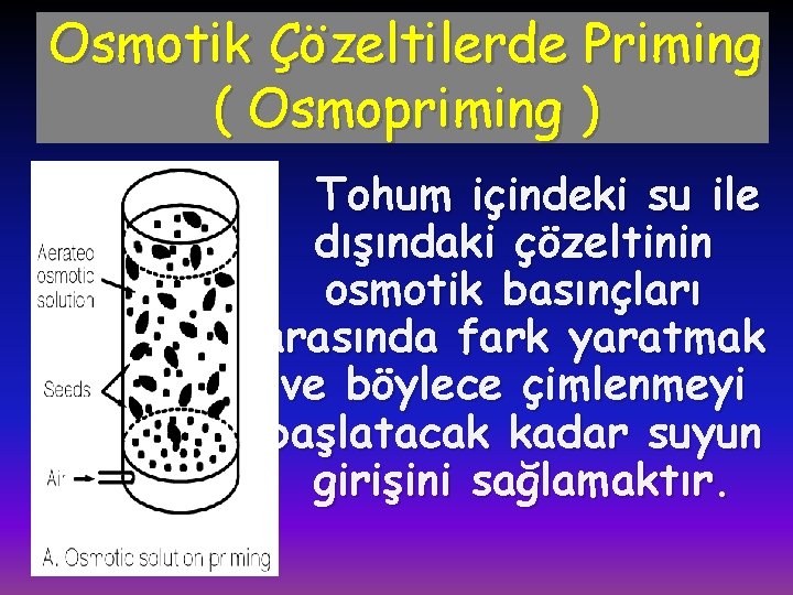 Osmotik Çözeltilerde Priming ( Osmopriming ) Tohum içindeki su ile dışındaki çözeltinin osmotik basınçları