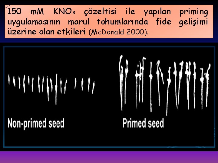 150 m. M KNO₃ çözeltisi ile yapılan priming uygulamasının marul tohumlarında fide gelişimi üzerine