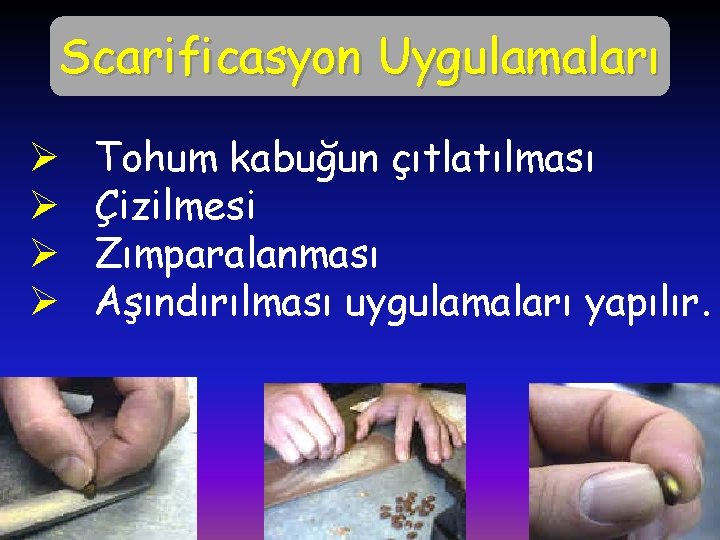 Scarificasyon Uygulamaları Ø Ø Tohum kabuğun çıtlatılması Çizilmesi Zımparalanması Aşındırılması uygulamaları yapılır. 