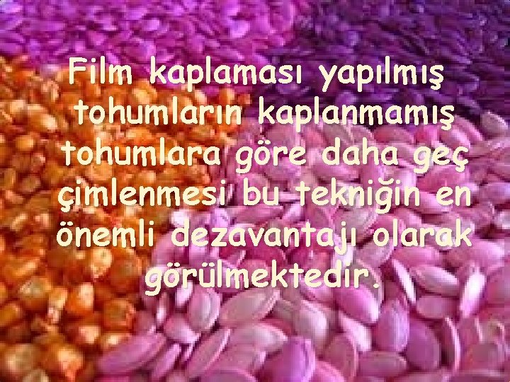 Film kaplaması yapılmış tohumların kaplanmamış tohumlara göre daha geç çimlenmesi bu tekniğin en önemli