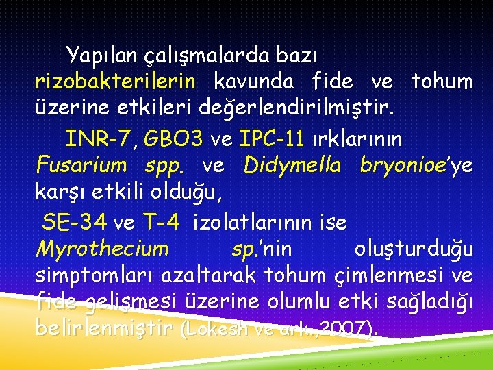 Yapılan çalışmalarda bazı rizobakterilerin kavunda fide ve tohum üzerine etkileri değerlendirilmiştir. INR-7, GBO 3