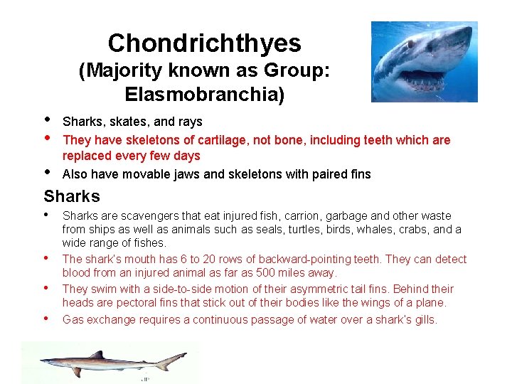 Chondrichthyes (Majority known as Group: Elasmobranchia) • • • Sharks, skates, and rays They