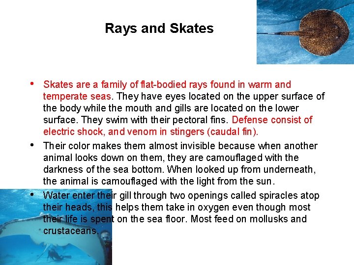 Rays and Skates • • • Skates are a family of flat-bodied rays found