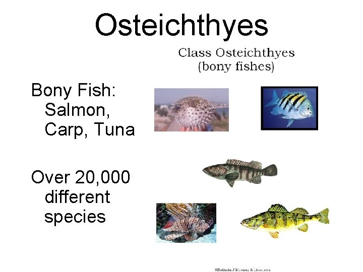 Osteichthyes Bony Fish: Salmon, Carp, Tuna Over 20, 000 different species 