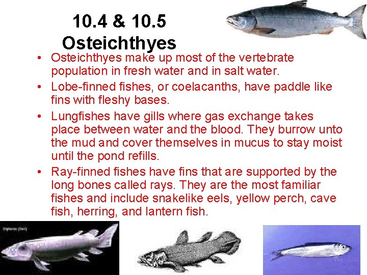 10. 4 & 10. 5 Osteichthyes • Osteichthyes make up most of the vertebrate