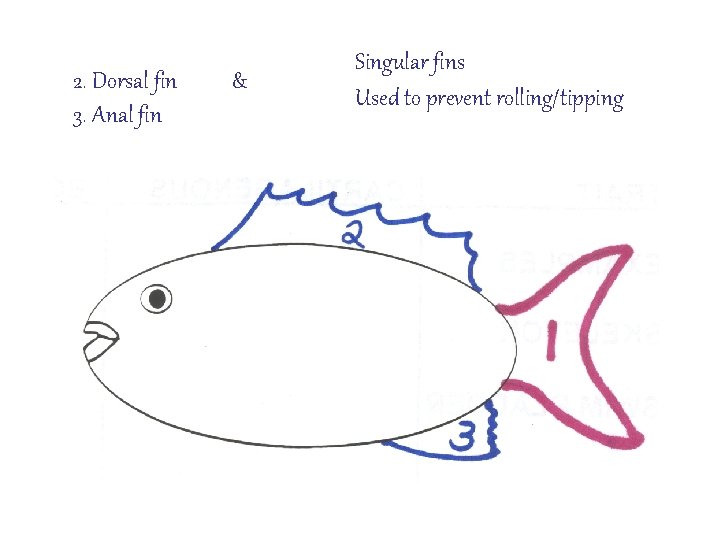 2. Dorsal fin 3. Anal fin & Singular fins Used to prevent rolling/tipping 